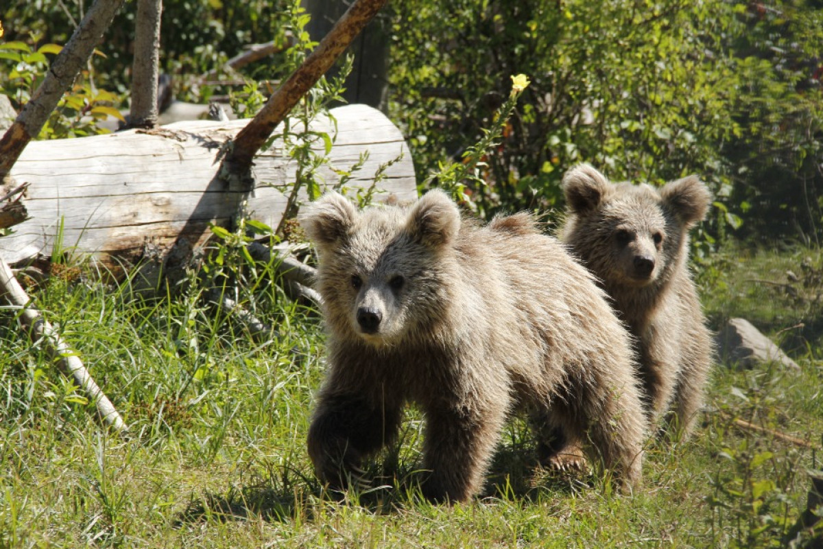 Mladí medvědi plaví ze Zoo Hluboká se stěhují do Indonésie