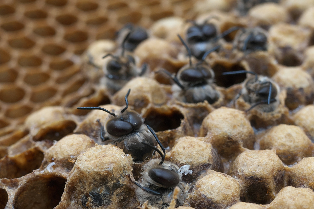 Středočeský kraj opět pomůže včelařům