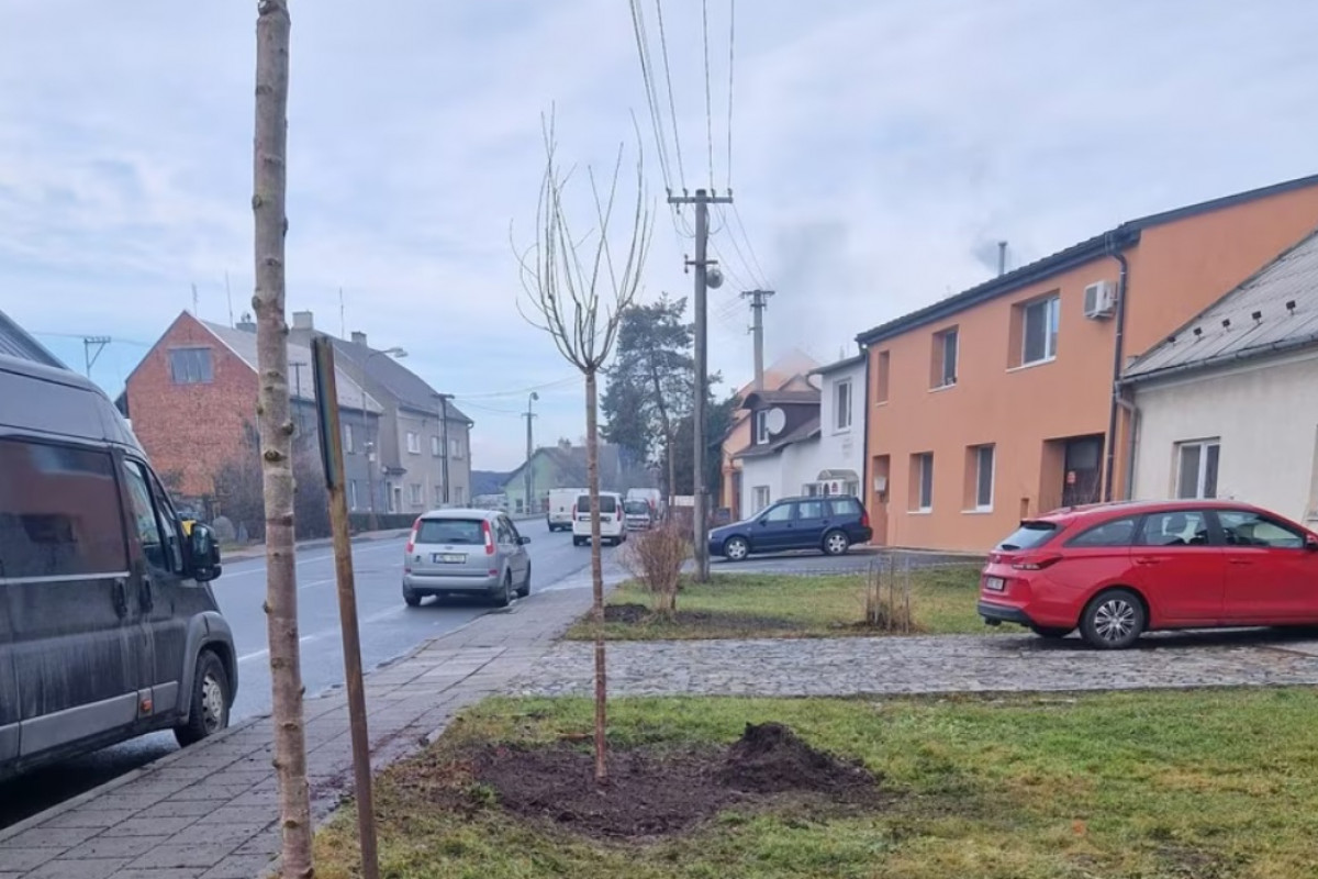 V Olomouci, části Chomoutov,  byly vysazeny nové stromy