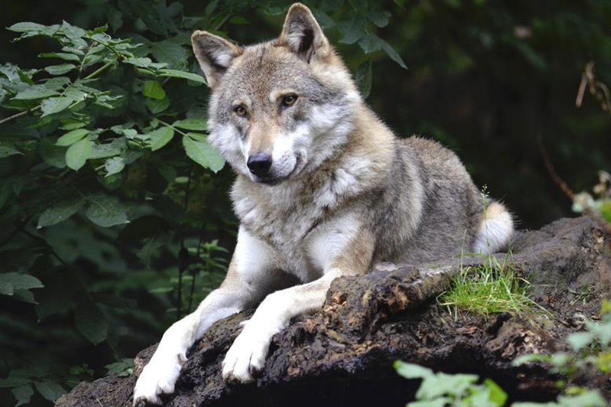 Kraj Vysočina: Náhrady za škody způsobené chráněnými živočichy