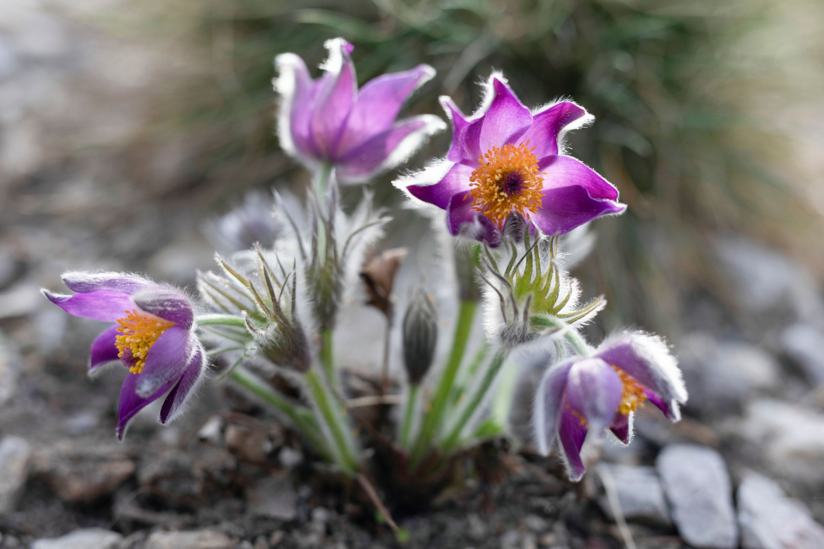 Botanická zahrada nabídne v březnu přednášky pro veřejnost